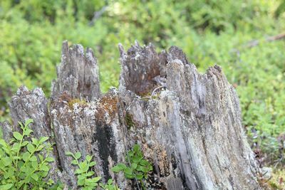 Close-up of lichen on tree stump