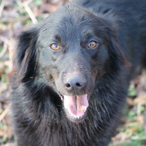 Close-up portrait of dog