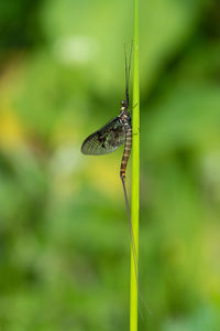 Close-up of insect on plant