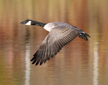 Bird flying over lake