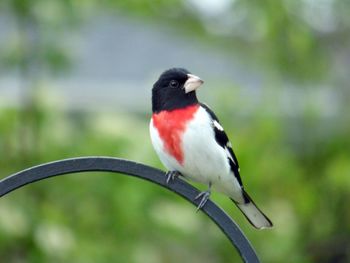 Close-up of bird on railing against blurred background