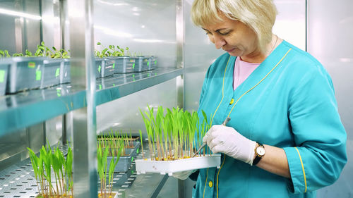 Lab worker reviews growing young green sprouts in soil, in small boxes, on shelves of special