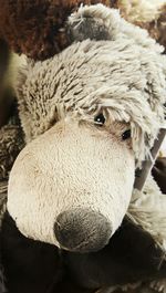 Close-up of sheep