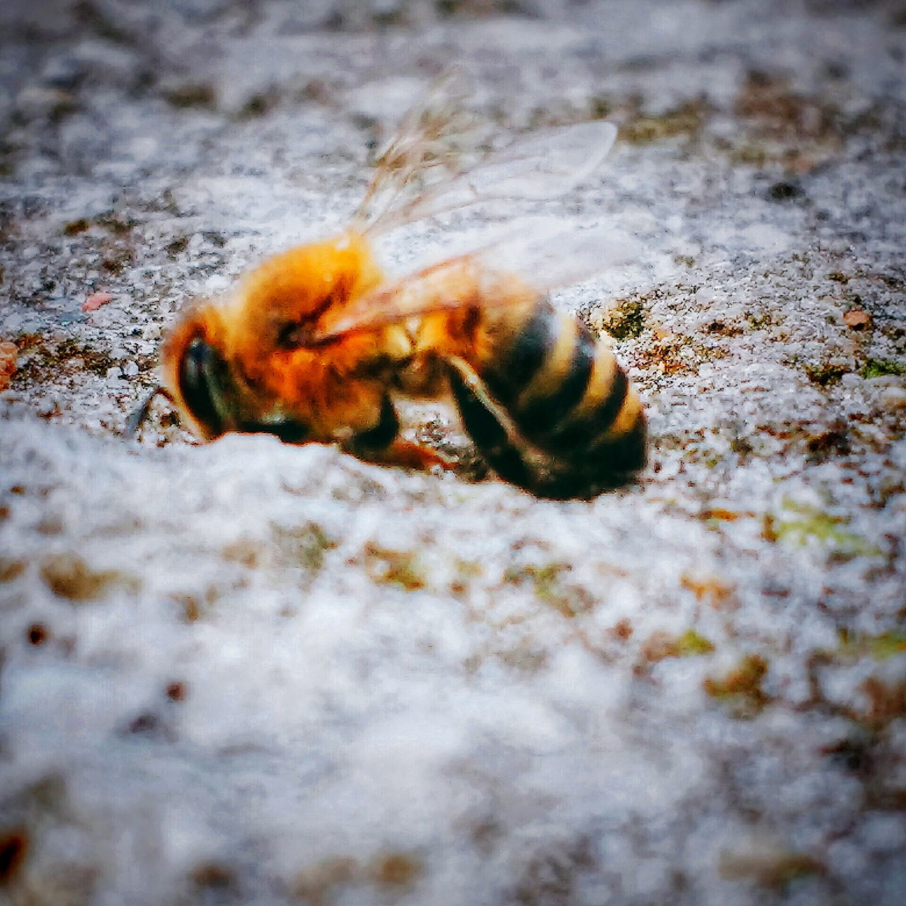 animal themes, animal, animal wildlife, animals in the wild, invertebrate, selective focus, one animal, close-up, insect, no people, nature, day, outdoors, land, bee, zoology, arthropod, hermit crab, crab, crustacean, marine