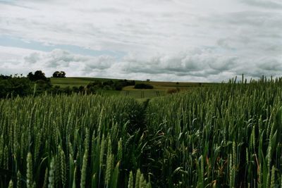 Wheat field against sky