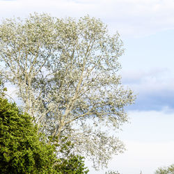plant