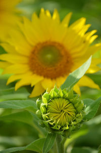 Close-up of sunflower on plant