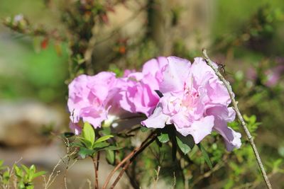 Close-up of pink rose