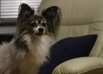 Portrait of dog on sofa at home