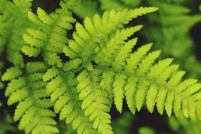 Close-up of fern leaves