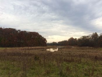 Scenic view of field against sky