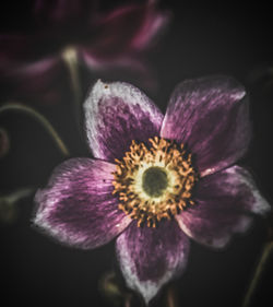 Close-up of purple flower