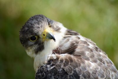 Close-up of eagle against blurred background