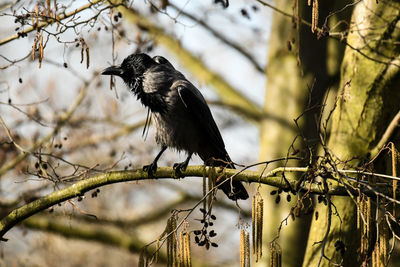 Low angle view of bird perching on branch