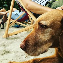 Close-up of dog looking away