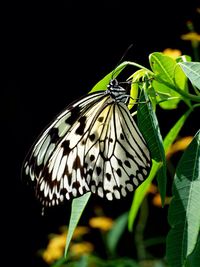 Close-up of butterfly on leaf