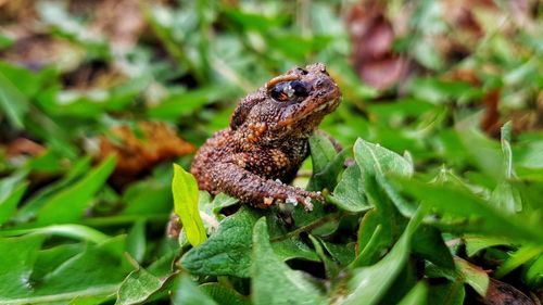 Close-up of frog on plant