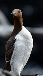 Close-up of bird perching outdoors