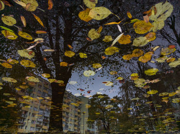 Close-up of tree during autumn