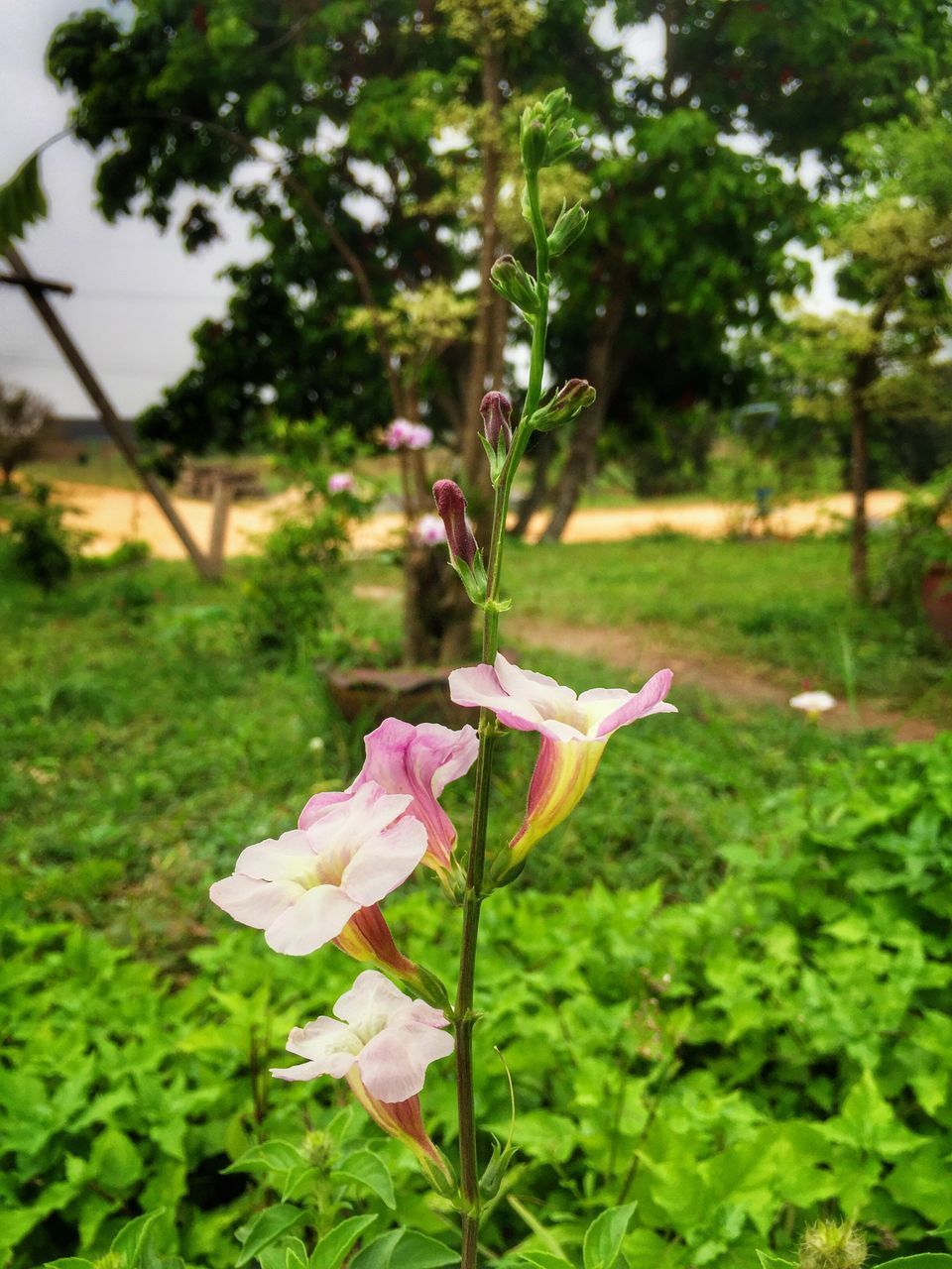 CLOSE-UP OF PINK FLOWERS BLOOMING ON FIELD