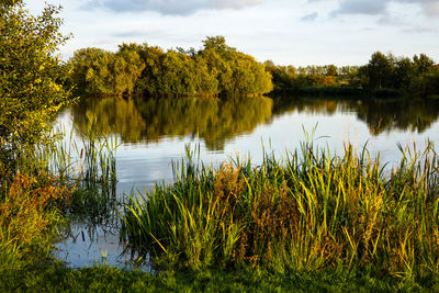 Rural lake scene with vegetation in the early autumn