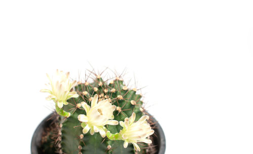 Close-up of flowering plant against white background