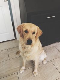 Close-up portrait of dog at home