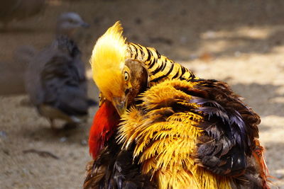 Photograph of male golden pheasant preening in aviary