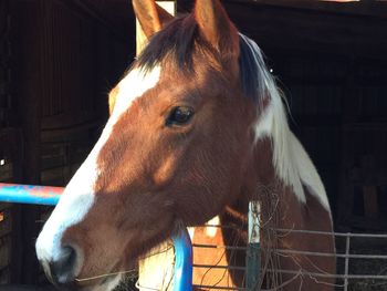 Close-up of horse