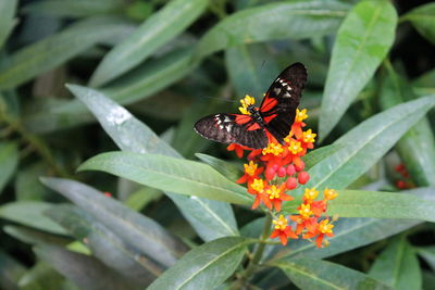 Close-up of butterfly on leaf