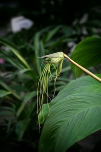 Close-up of insect on leaf