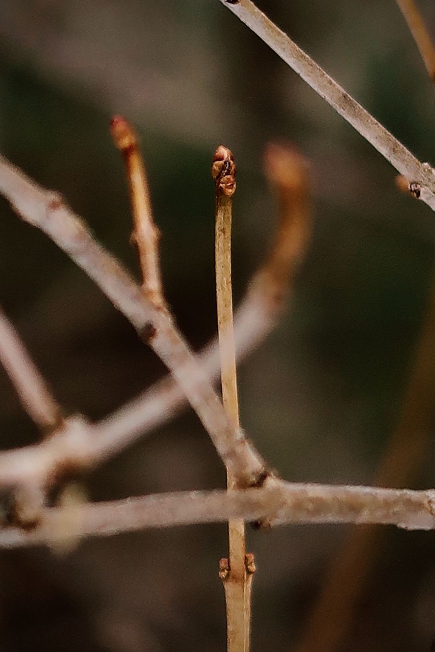 CLOSE-UP OF BARBED WIRE ON PLANT