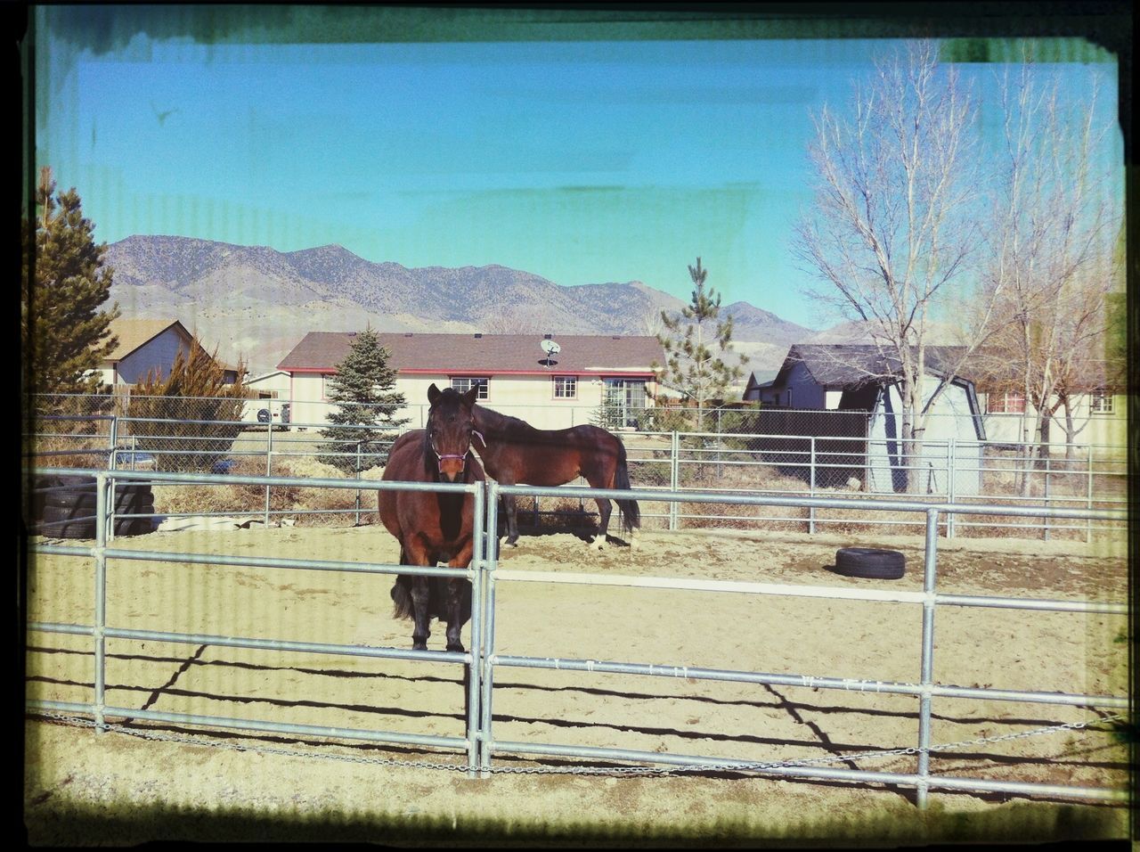 domestic animals, animal themes, mammal, livestock, horse, fence, building exterior, one animal, architecture, built structure, transfer print, pets, cow, sky, house, clear sky, working animal, dog, standing, field