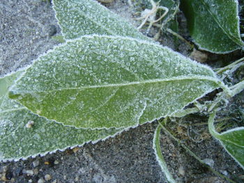 Close-up of water on leaf