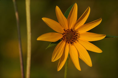 Close-up of yellow flower