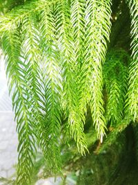 Close-up of wet pine tree