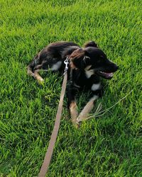 Black dog on field