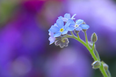 Close-up of purple flowering plant