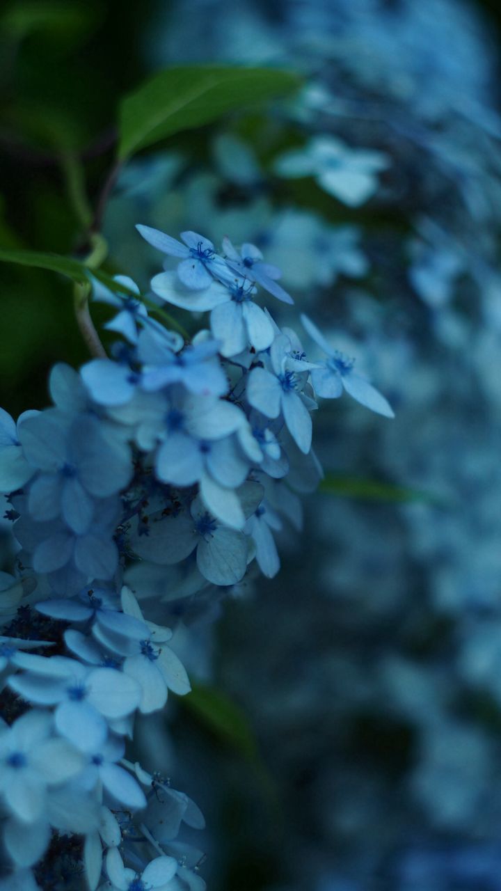 flower, freshness, growth, fragility, petal, beauty in nature, close-up, flower head, plant, nature, purple, blooming, focus on foreground, in bloom, leaf, selective focus, water, day, outdoors, bud