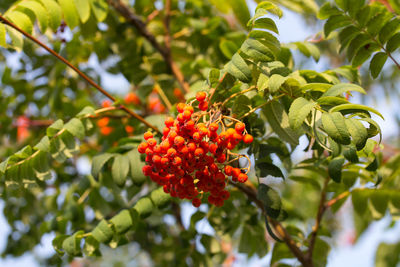 Close-up of red berries on plant