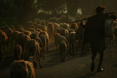 Shepherd and his flock