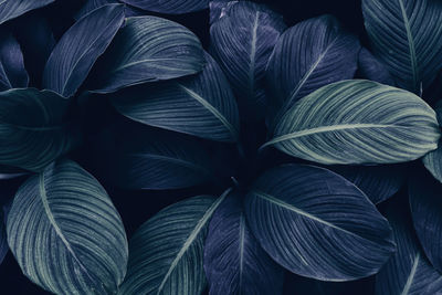 Tropical leaves texture background