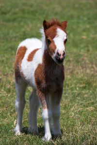 Cute young horse on field