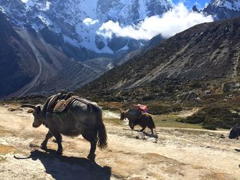 Horses on mountain against sky