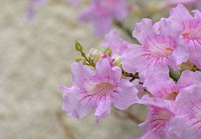 Close-up of pink cherry blossoms
