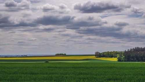 Scenic view of agricultural field against sky