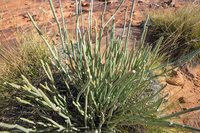 High angle view of succulent plant on field