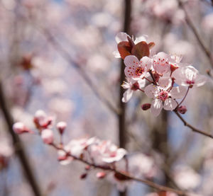 Pink flowers blooming on tree