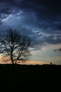Silhouette of trees at sunset