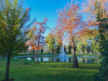 Trees in park against blue sky